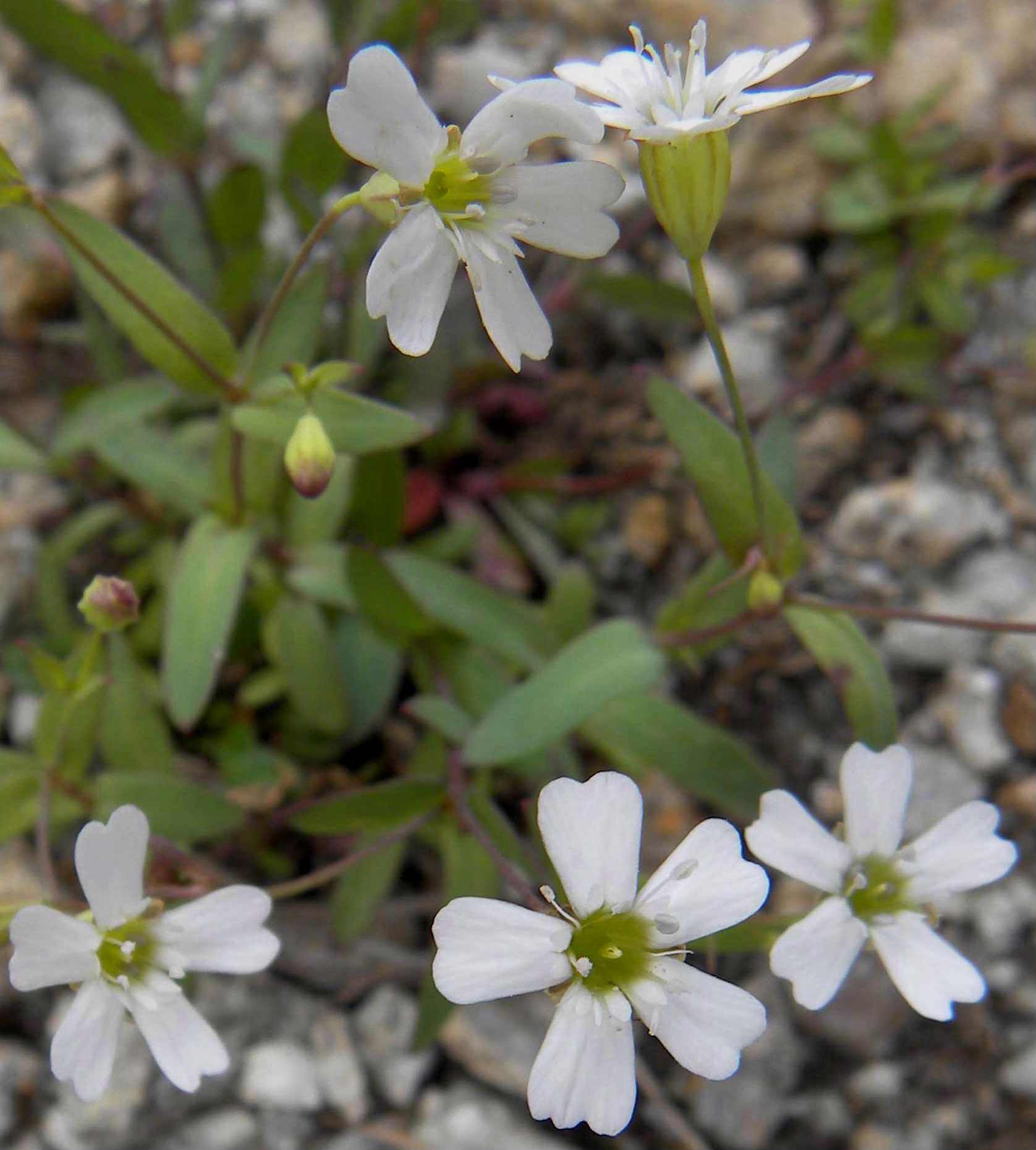 Atocion rupestre (=Silene rupestris) / Silene delle rupi